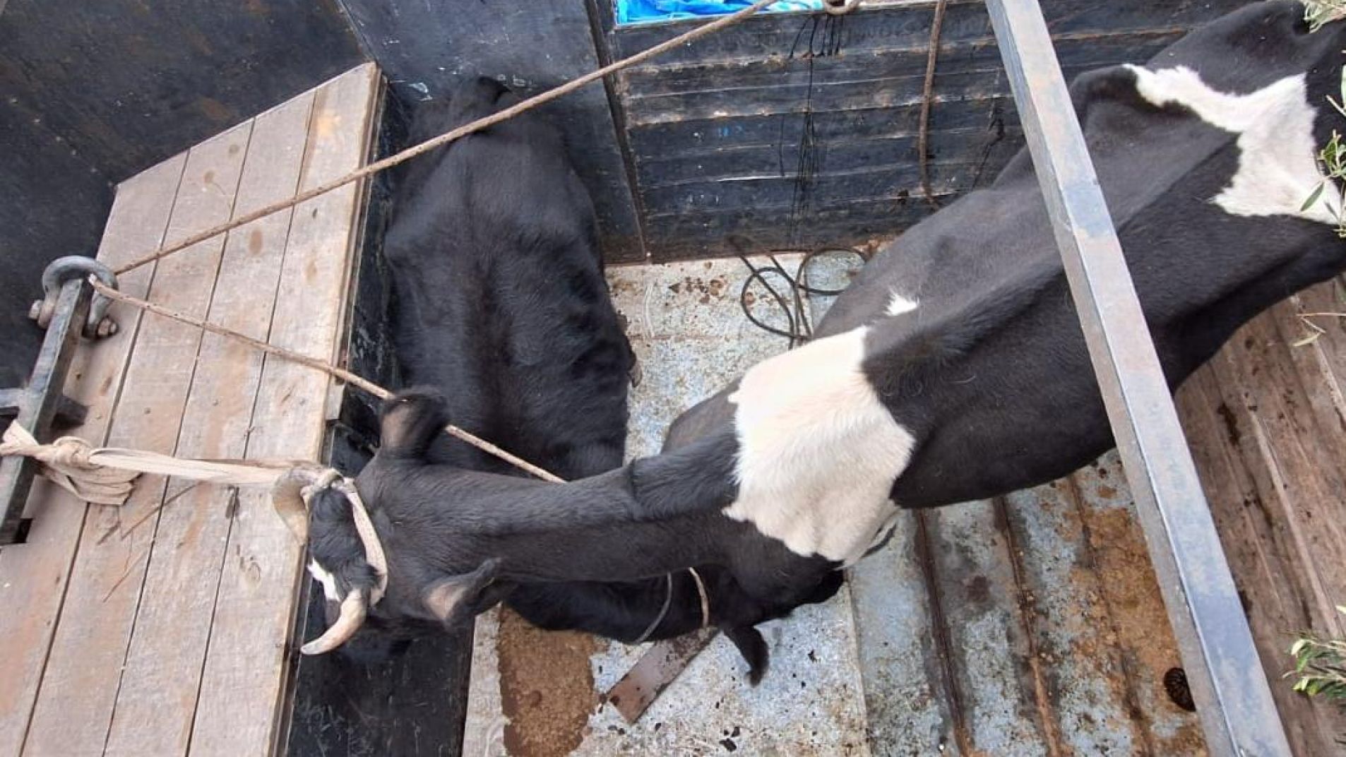 Robaban animales y los faenaban clandestinamente para la venta