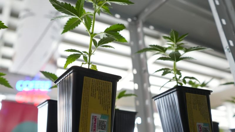 El Gobierno de Mendoza reglamentó el acceso al cannabis medicinal