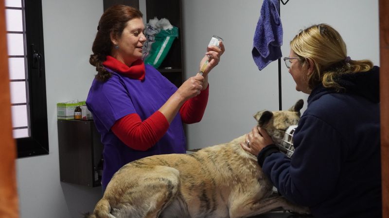Cómo funciona el Centro de Salud Animal de General Alvear