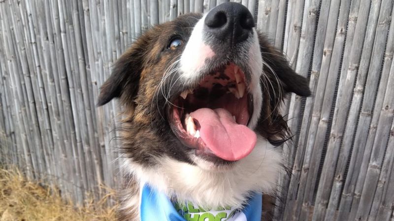 Las cábalas mundialistas también llegaron a los perros