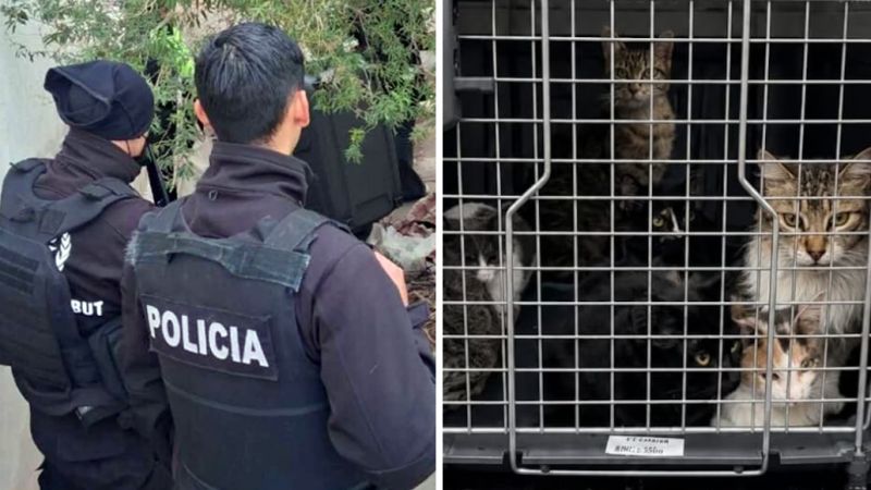 Tenía más de 50 gatos maltratados y algunos muertos en su casa