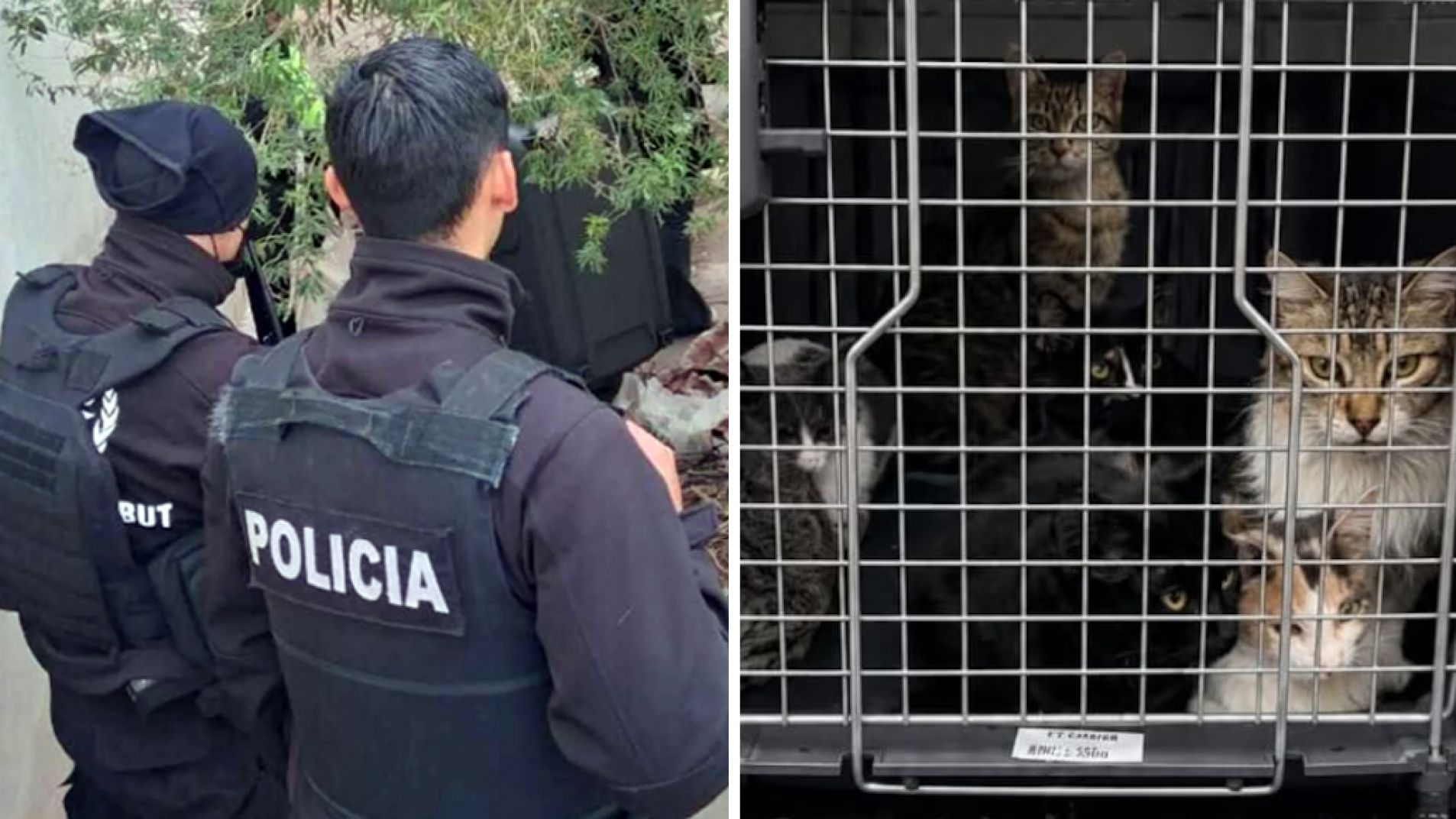 Tenía más de 50 gatos maltratados y algunos muertos en su casa